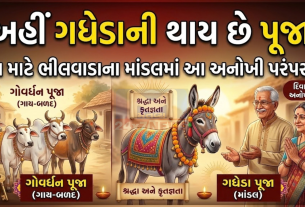 Donkeys