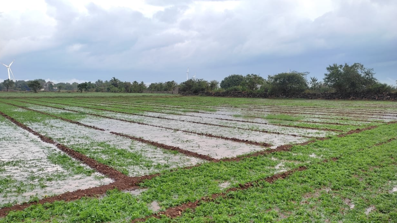 Unseasonal rain પડવાની ગુજરાતમાં આગાહી