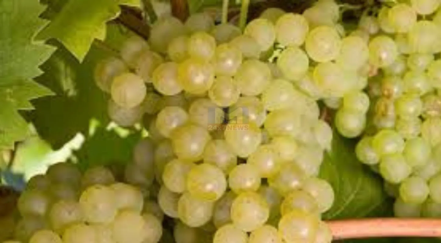 Grapes Purchase Tips , ગળી દ્રાક્ષ, ખાટી દ્રાક્ષ, પીળો રંગ, કાળી દ્રાક્ષ