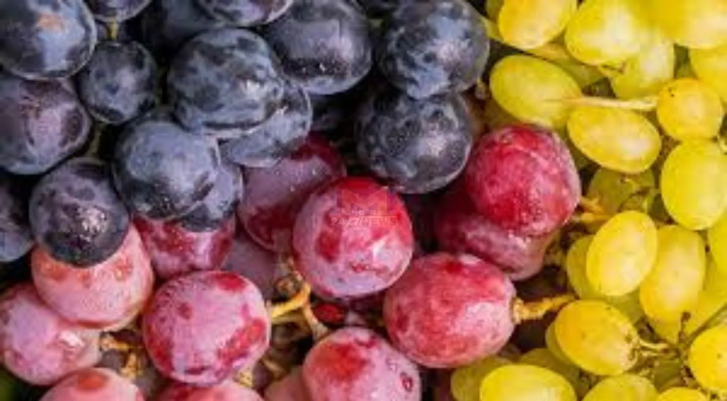 Grapes Purchase Tips , ગળી દ્રાક્ષ, ખાટી દ્રાક્ષ, પીળો રંગ, કાળી દ્રાક્ષ