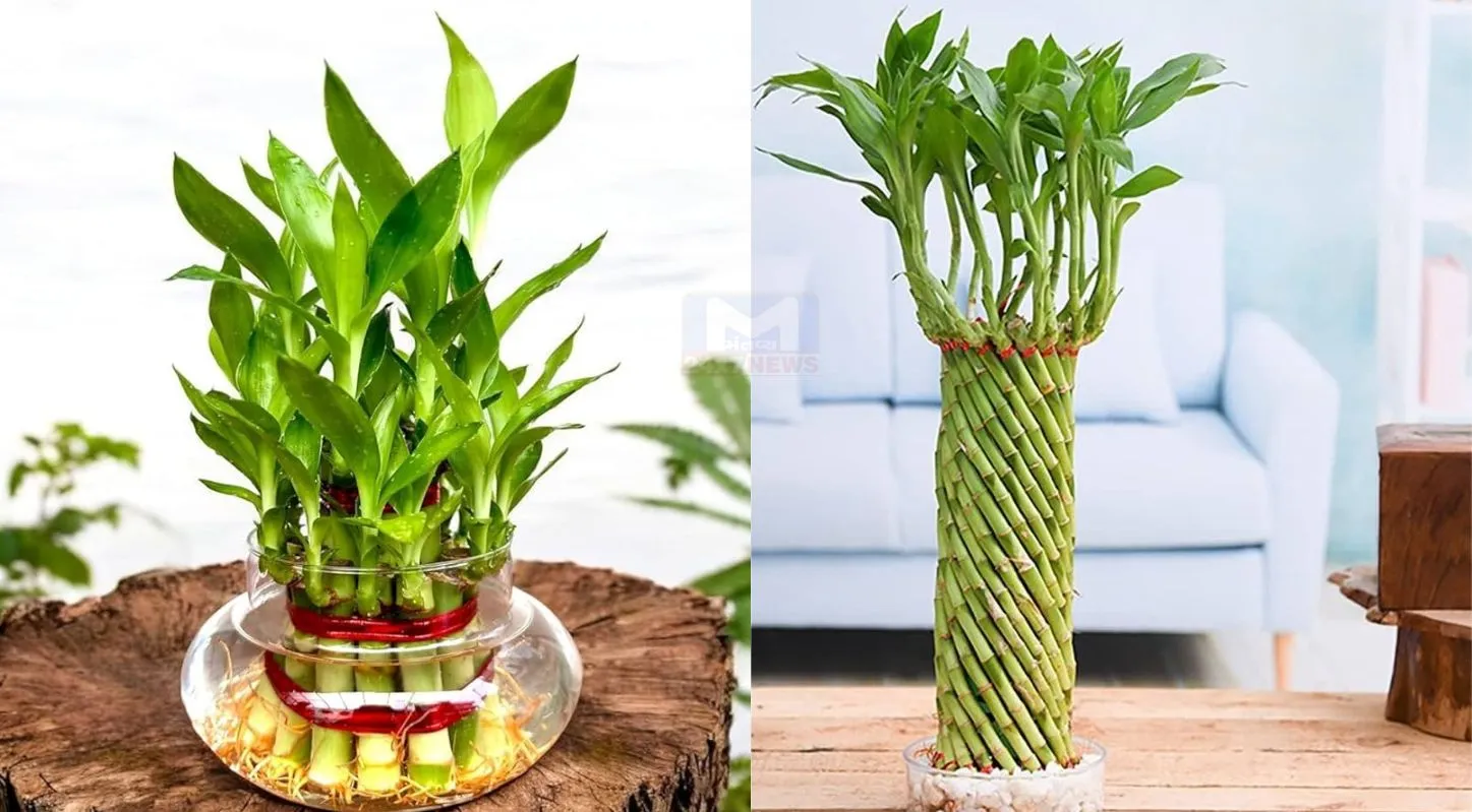 Indoor Plants,ઇનડોર પ્લાન્ટ્સ, મની પ્લાન્ટ, લકી બામ્બુ, એલોવેરા