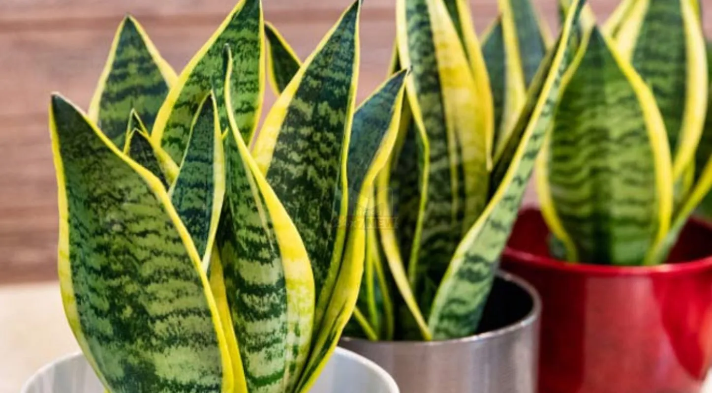 Indoor Plants,ઇનડોર પ્લાન્ટ્સ, મની પ્લાન્ટ, લકી બામ્બુ, એલોવેરા