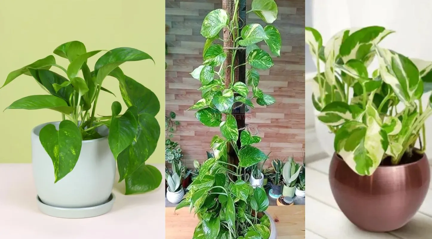 Indoor Plants,ઇનડોર પ્લાન્ટ્સ, મની પ્લાન્ટ, લકી બામ્બુ, એલોવેરા