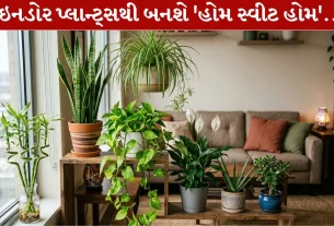 Indoor Plants,ઇનડોર પ્લાન્ટ્સ, મની પ્લાન્ટ, લકી બામ્બુ, એલોવેરા