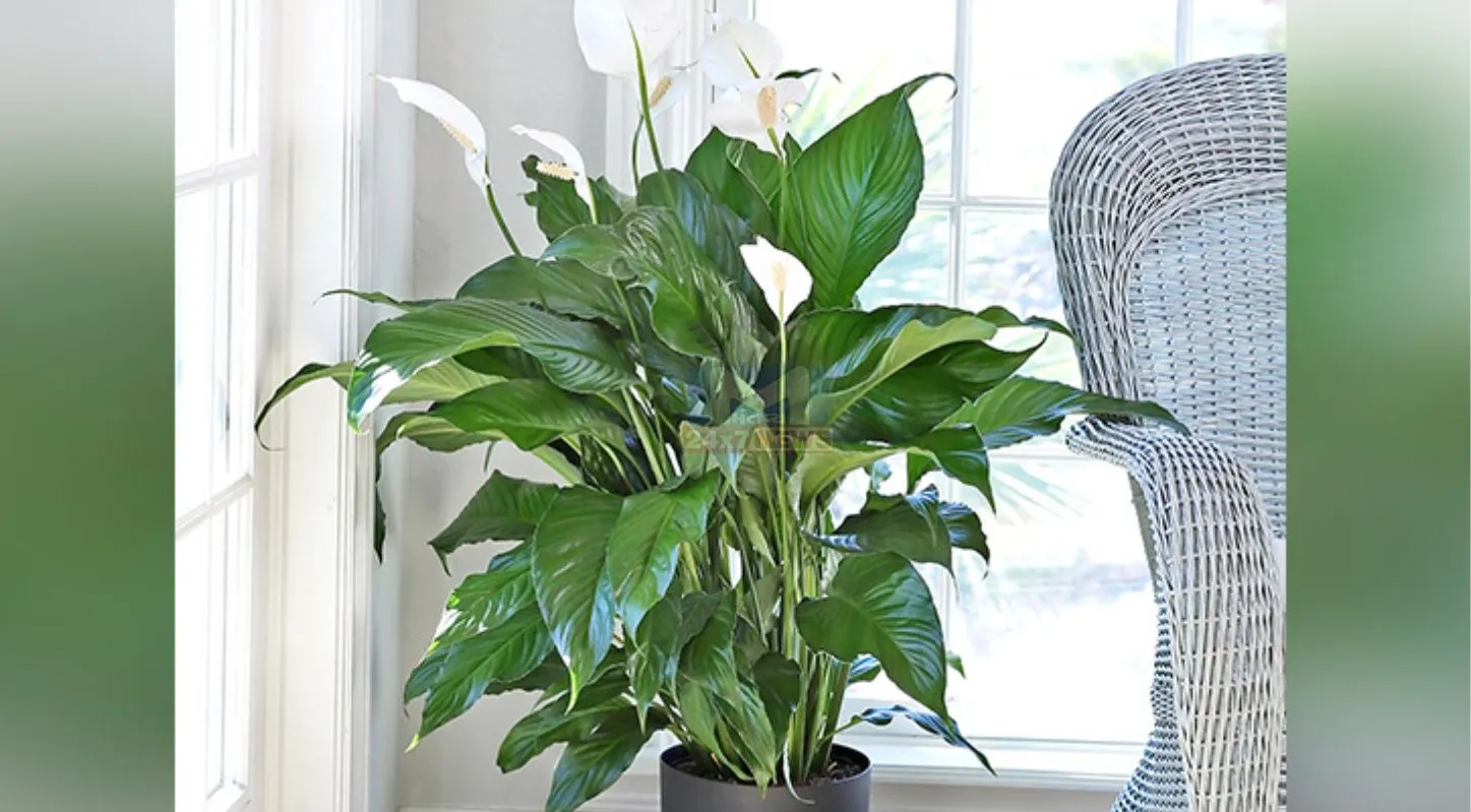 Indoor Plants,ઇનડોર પ્લાન્ટ્સ, મની પ્લાન્ટ, લકી બામ્બુ, એલોવેરા