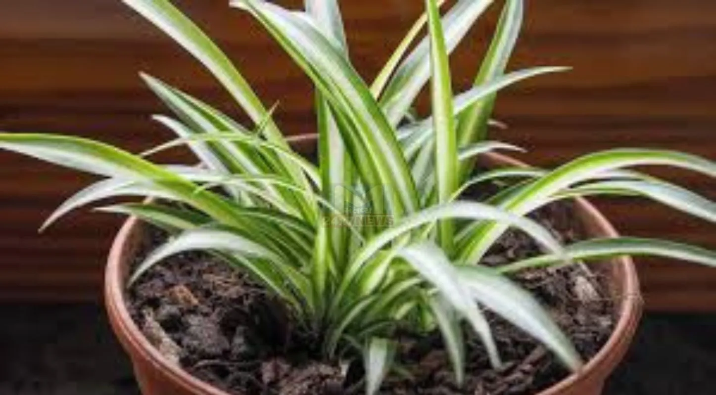 Indoor Plants,ઇનડોર પ્લાન્ટ્સ, મની પ્લાન્ટ, લકી બામ્બુ, એલોવેરા