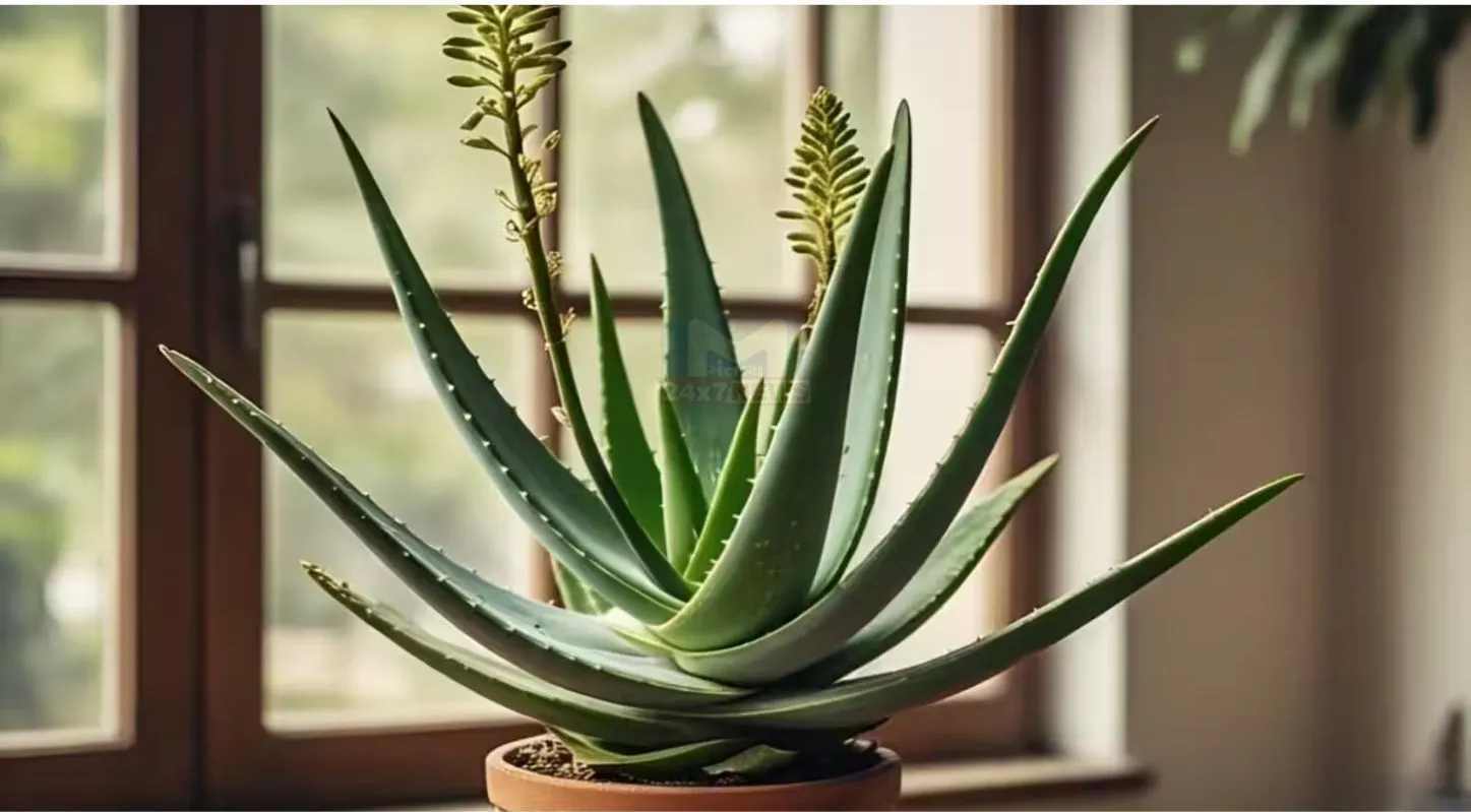Indoor Plants,ઇનડોર પ્લાન્ટ્સ, મની પ્લાન્ટ, લકી બામ્બુ, એલોવેરા