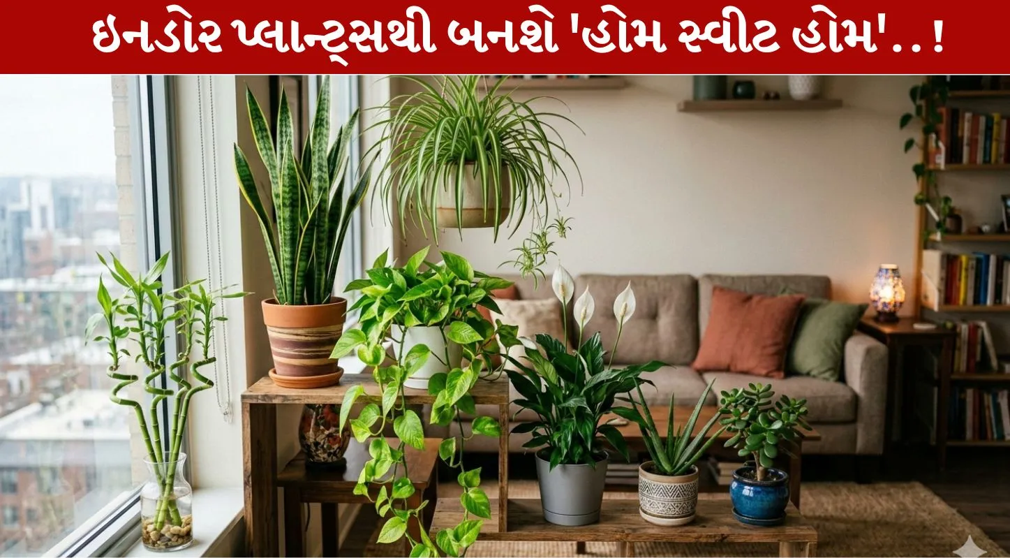 Indoor Plants,ઇનડોર પ્લાન્ટ્સ, મની પ્લાન્ટ, લકી બામ્બુ, એલોવેરા