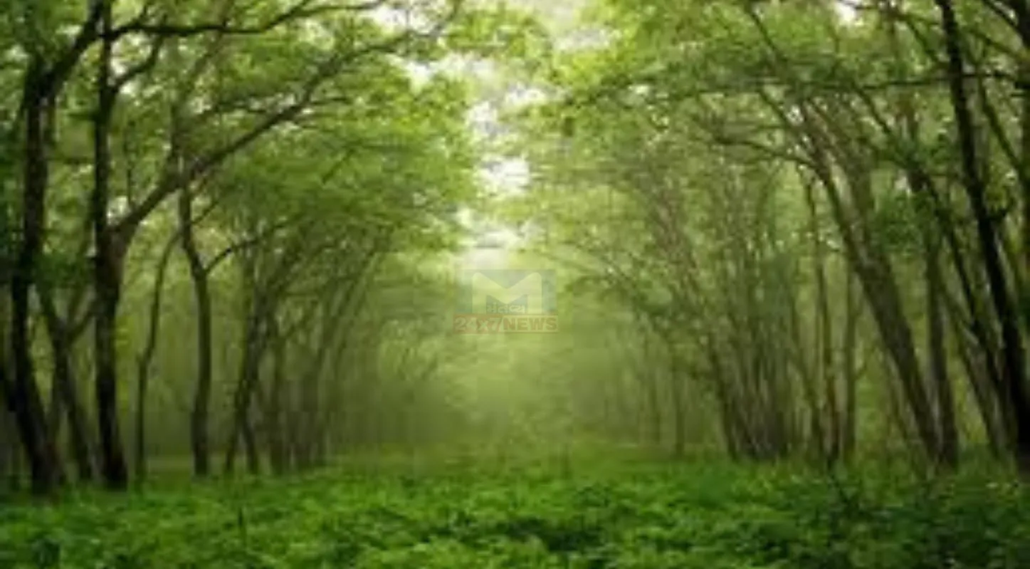 International Day of Forests, જળવાયુ પરિવર્તન, ગુજરાત, વનનો નાશ, 21 માર્ચ