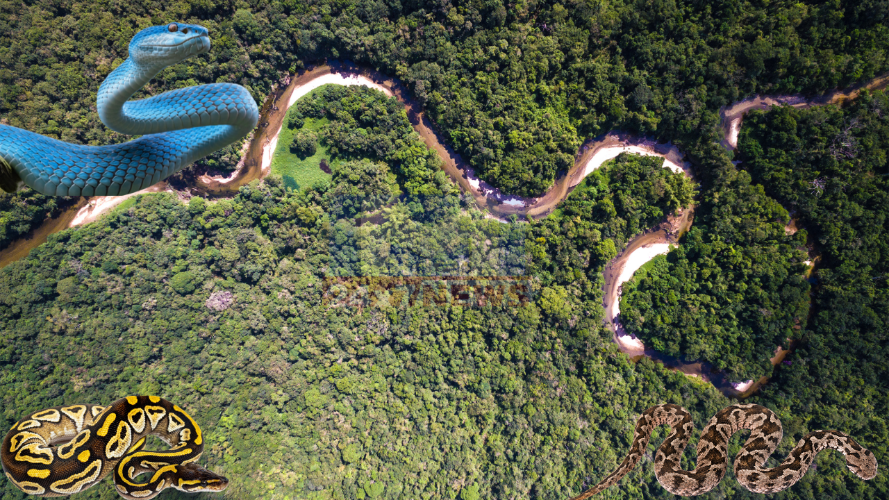 Snake Island