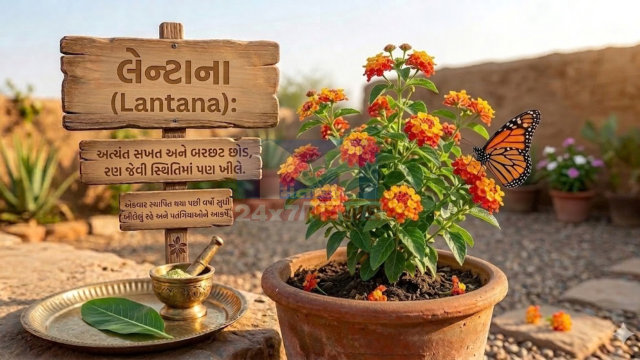 Plants