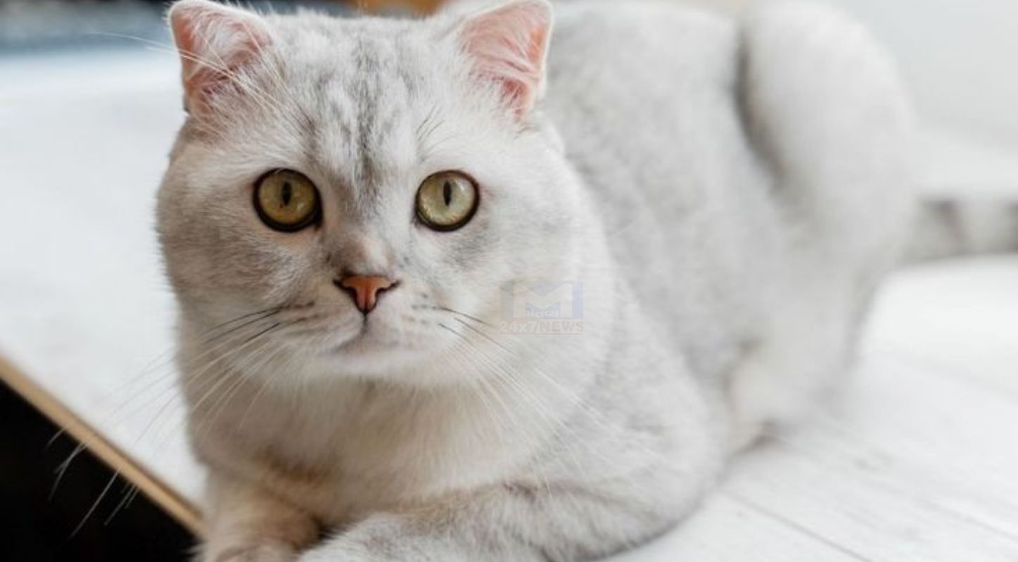 Respect Your Cat Day 2026, પાલતુ પ્રાણીઓ, 28 માર્ચ, એનિમલ શેલ્ટર, પ્રાણીપ્રેમ