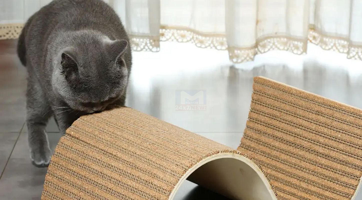 Respect Your Cat Day 2026, પાલતુ પ્રાણીઓ, 28 માર્ચ, એનિમલ શેલ્ટર, પ્રાણીપ્રેમ