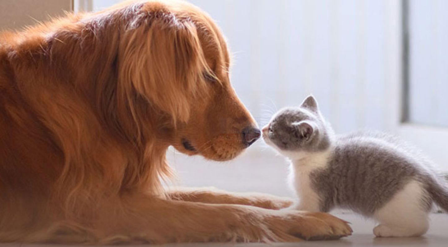Respect Your Cat Day 2026, પાલતુ પ્રાણીઓ, 28 માર્ચ, એનિમલ શેલ્ટર, પ્રાણીપ્રેમ