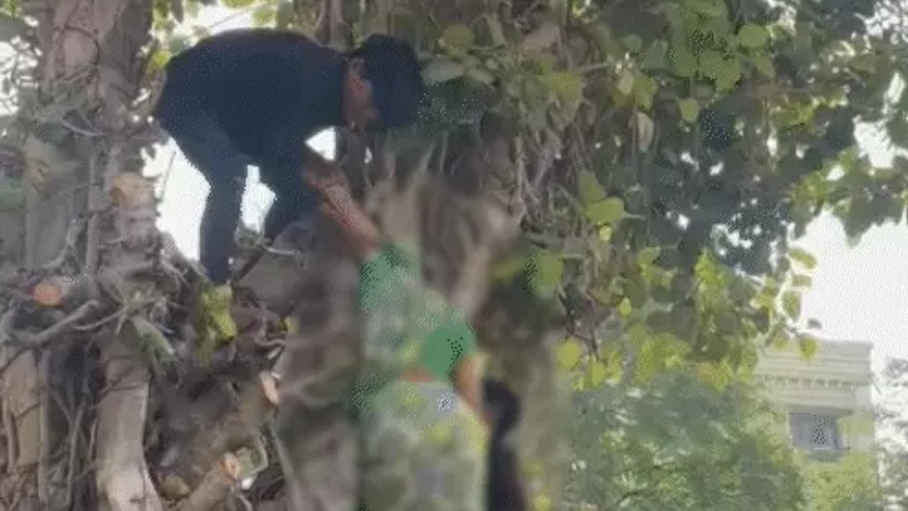 વડોદરામાં મહિલાના Suicide થી ચકચાર મચી