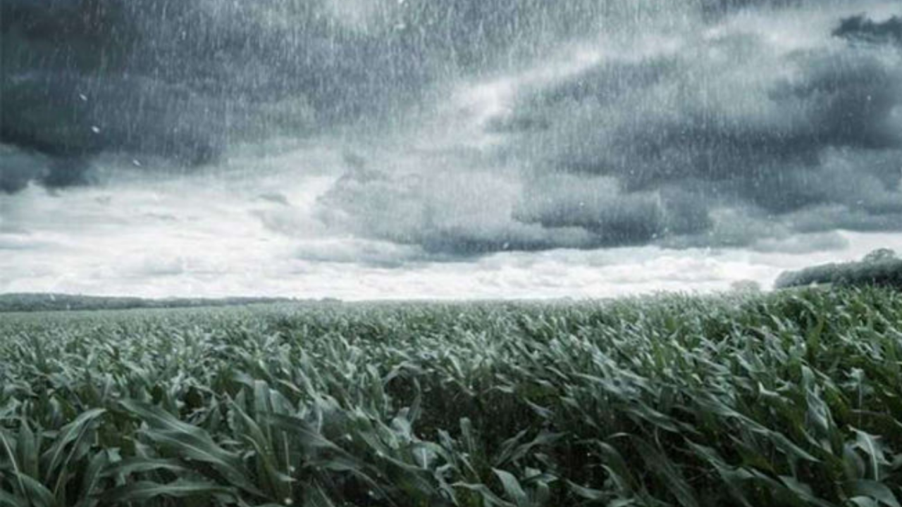 Unseasonal Rain થી ખેડૂતોને માથે આફત