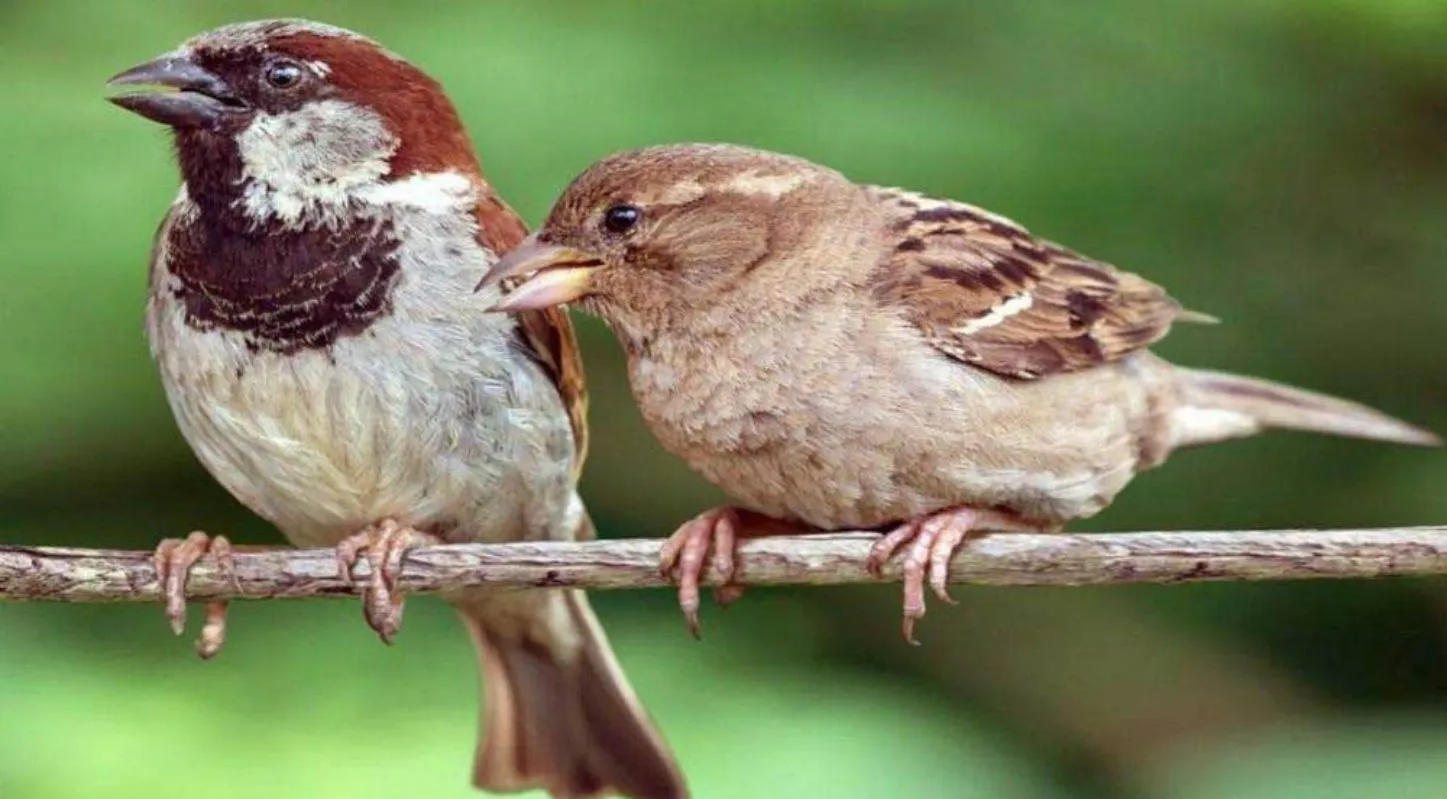 World Sparrow Day 2026, ભારત, ચકલી એવોર્ડ, માળા, NFS