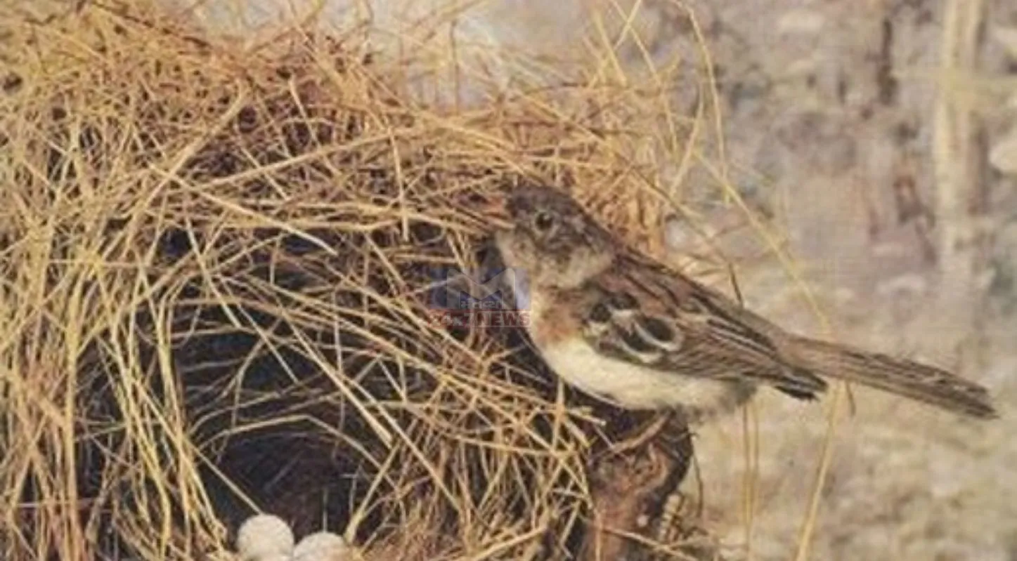 World Sparrow Day 2026, ભારત, ચકલી એવોર્ડ, માળા, NFS