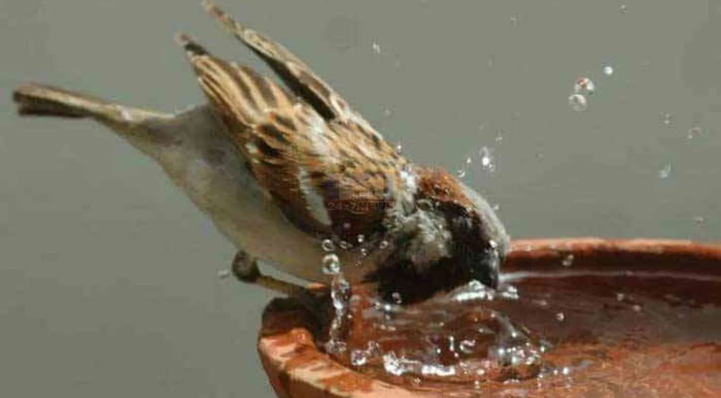 World Sparrow Day 2026, ભારત, ચકલી એવોર્ડ, માળા, NFS