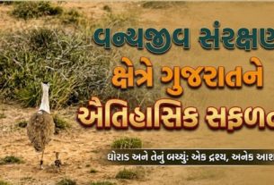 એક દાયકાના લાંબા અંતરાલ બાદ 'ગ્રેટ ઈન્ડિયન બસ્ટર્ડ' -ઘોરાડ(Ghorad)ના બચ્ચાનો જન્મ થયો છે