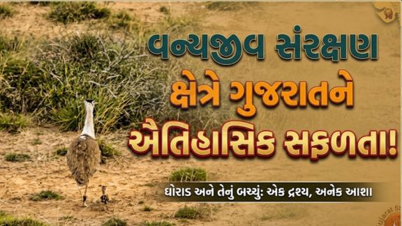 એક દાયકાના લાંબા અંતરાલ બાદ 'ગ્રેટ ઈન્ડિયન બસ્ટર્ડ' -ઘોરાડ(Ghorad)ના બચ્ચાનો જન્મ થયો છે