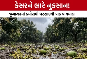 Junagadh Kesar Mango Price