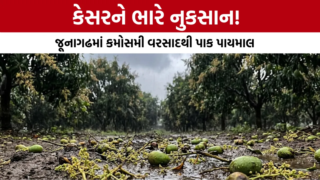 Junagadh Kesar Mango Price