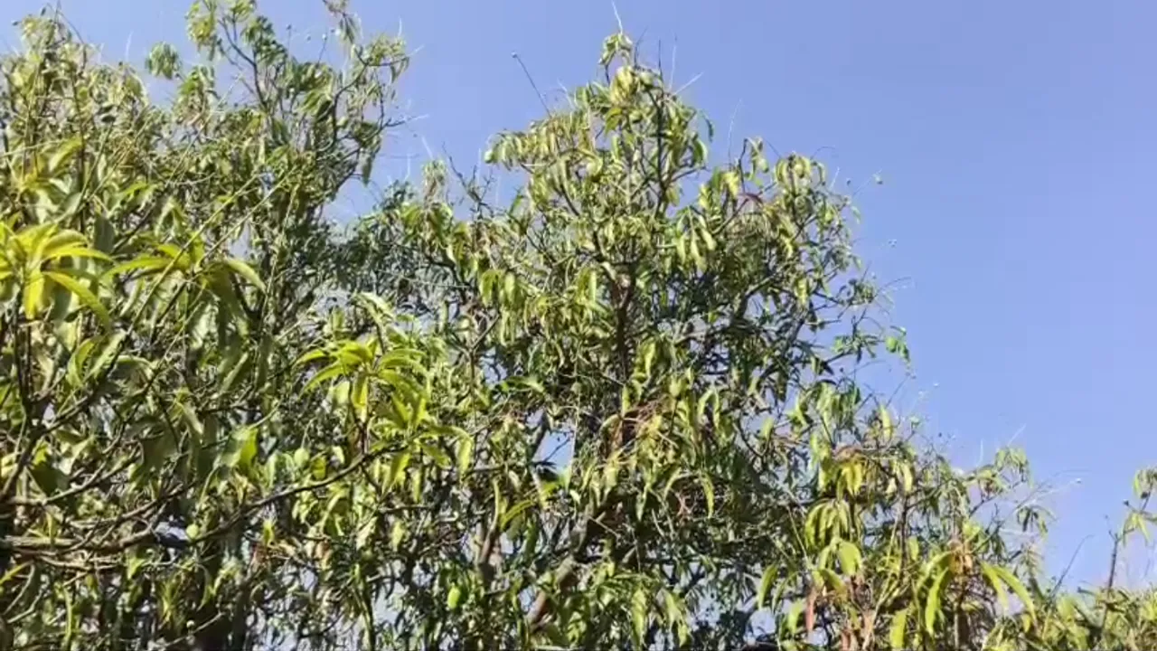 Junagadh Kesar Mango Price