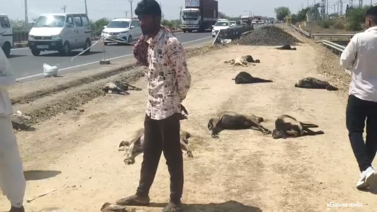 Sanand Viramgam Highway Chemical Animal Death