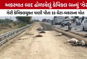 Sanand Viramgam Highway Chemical Animal Death