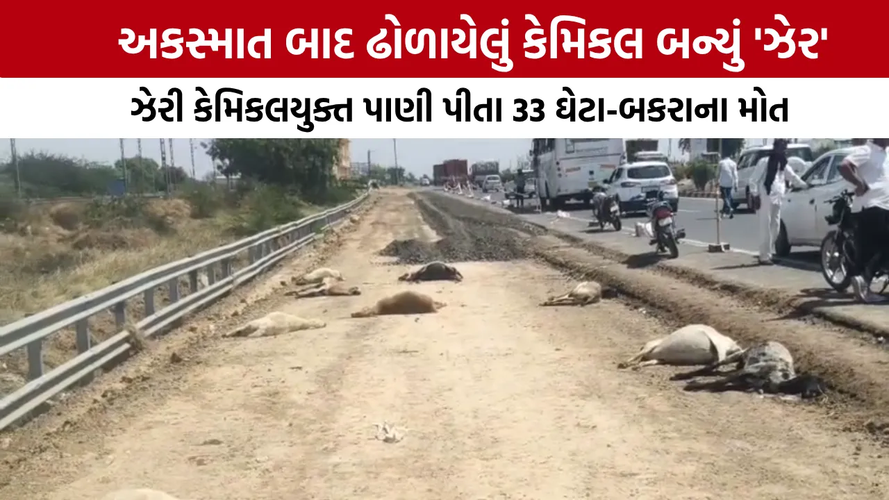 Sanand Viramgam Highway Chemical Animal Death