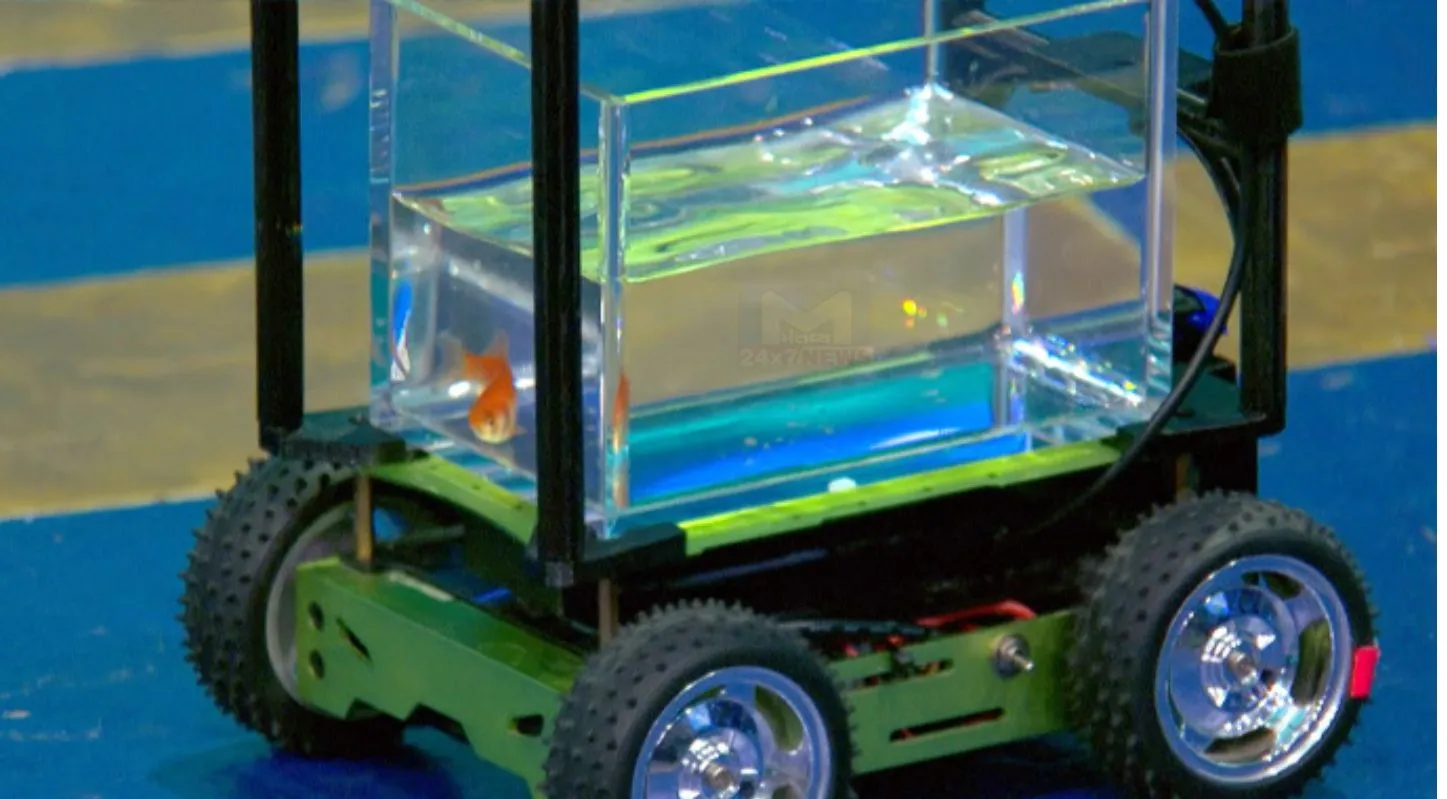 Gold Fish, ફિશ, ગાડી, વર્લ્ડ રેકોર્ડ, Driving