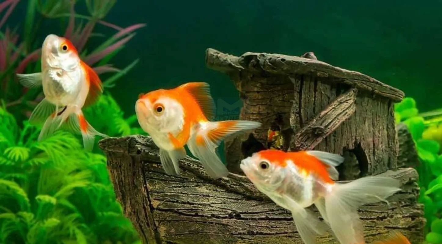 Gold Fish, ફિશ, ગાડી, વર્લ્ડ રેકોર્ડ, Driving