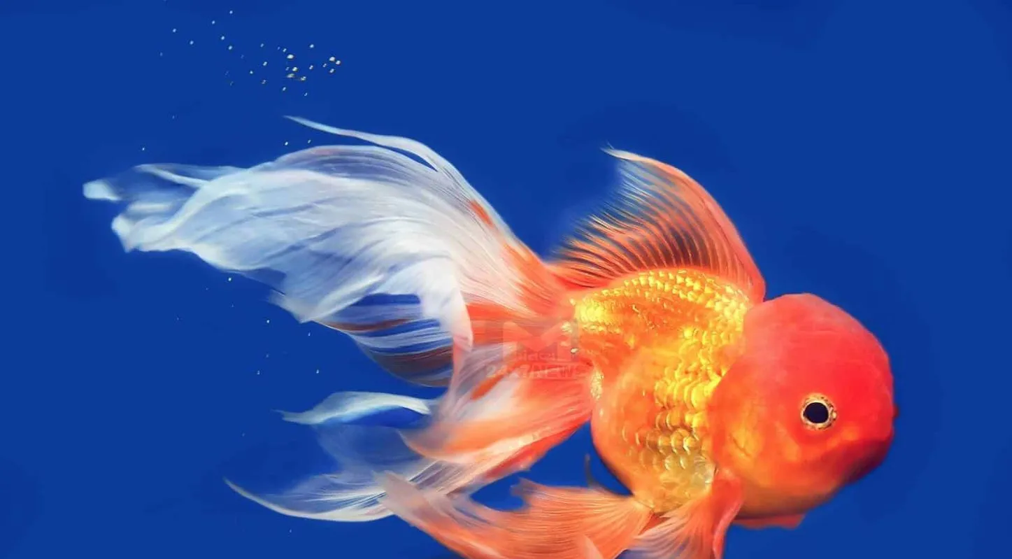 Gold Fish, ફિશ, ગાડી, વર્લ્ડ રેકોર્ડ, Driving