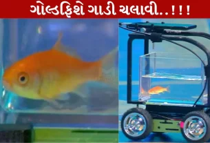 Gold Fish, ગાડી, ગિનીઝ વર્લ્ડ રેકોર્ડ, Driving, સેન્સર