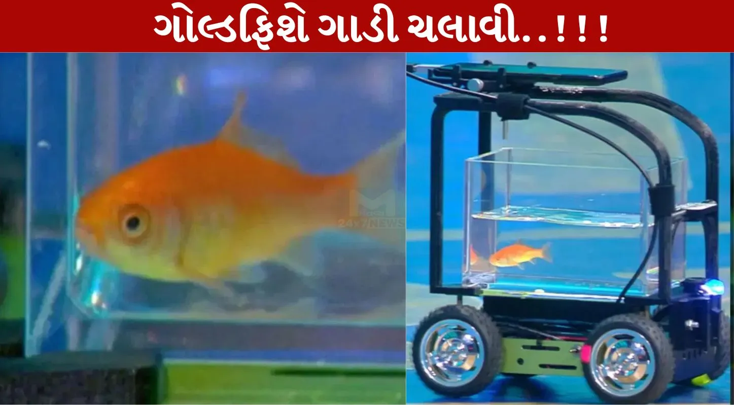 Gold Fish, ગાડી, ગિનીઝ વર્લ્ડ રેકોર્ડ, Driving, સેન્સર