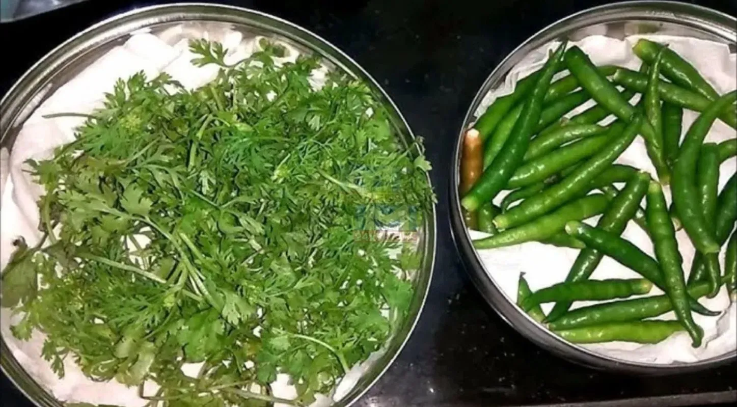 Chili Coriander Storage, તાજી કોથમીર, મરચાના ડીંટા, રેફ્રિજરેટર, ટિપ્સ