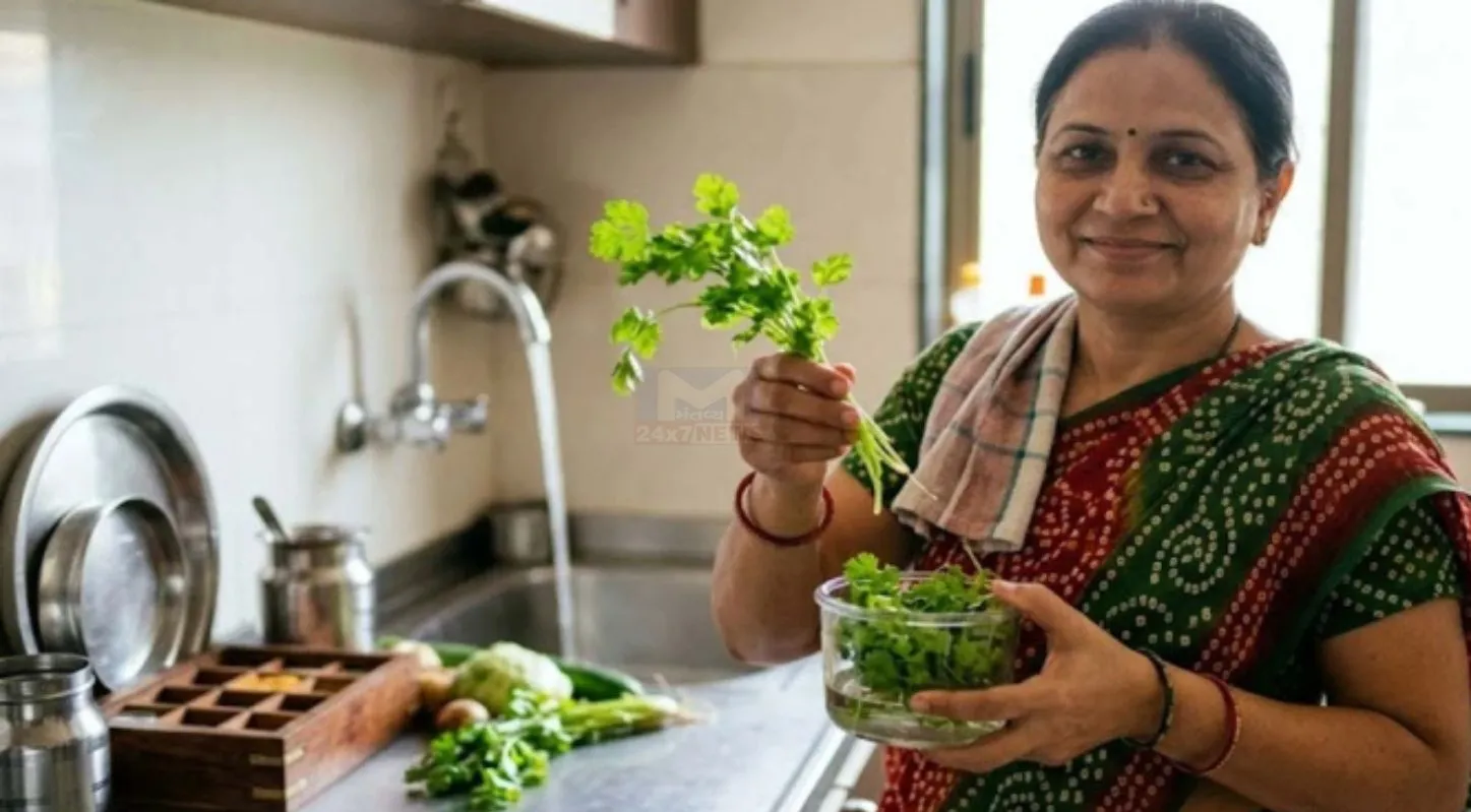 Chili Coriander Storage, તાજી કોથમીર, મરચાના ડીંટા, રેફ્રિજરેટર, ટિપ્સ