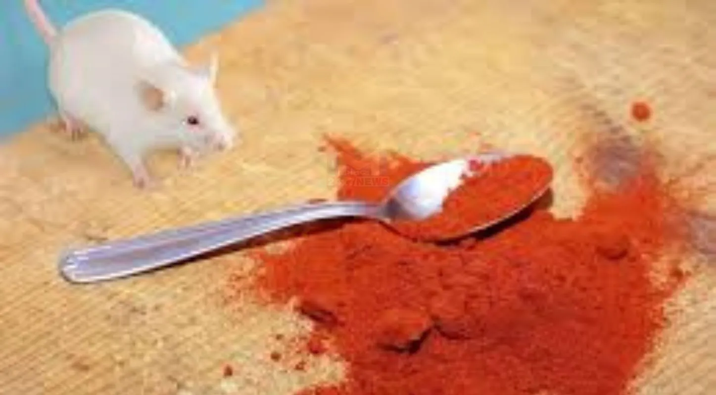 Rats, ઘરગથ્થુ નુસખા, ટિપ્સ, ઉંદરોનો ત્રાસ, ઉંદર ભગાડવા