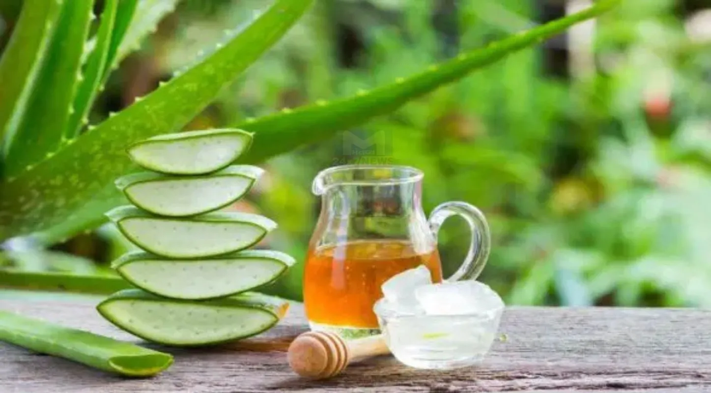 Aloe vera-Honey Hair Pack, વાળ ખરવા, હેર ફોલ, કુદરતી, ટાલ