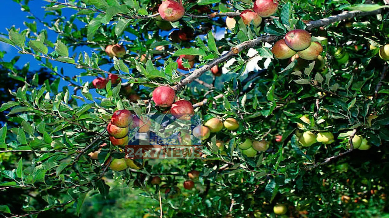 Apple City