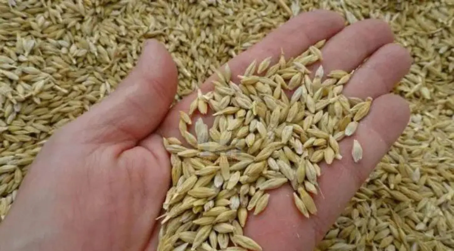 Barley Porridge,ઉનાળા, ભોજન, જવના ફાડા, ગરમીની રેસિપી