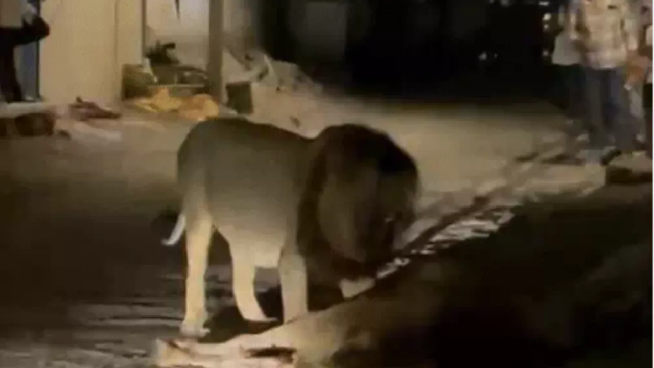 Gir Lion Attacks Girl Video