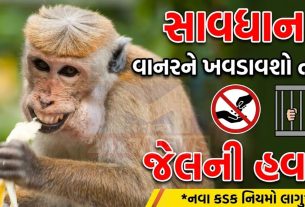 Monkeyને ખવડાવશો તો જેલ! અમદાવાદમાં કડક નિયમ