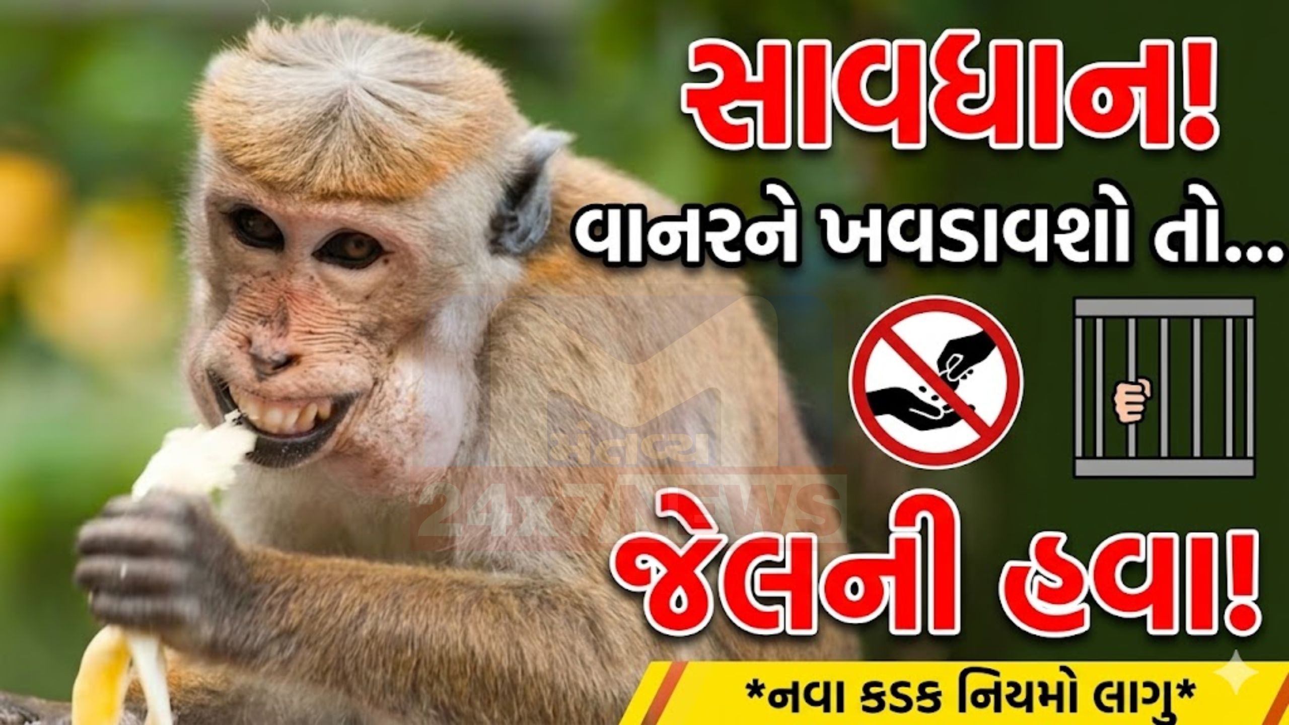 Monkeyને ખવડાવશો તો જેલ! અમદાવાદમાં કડક નિયમ