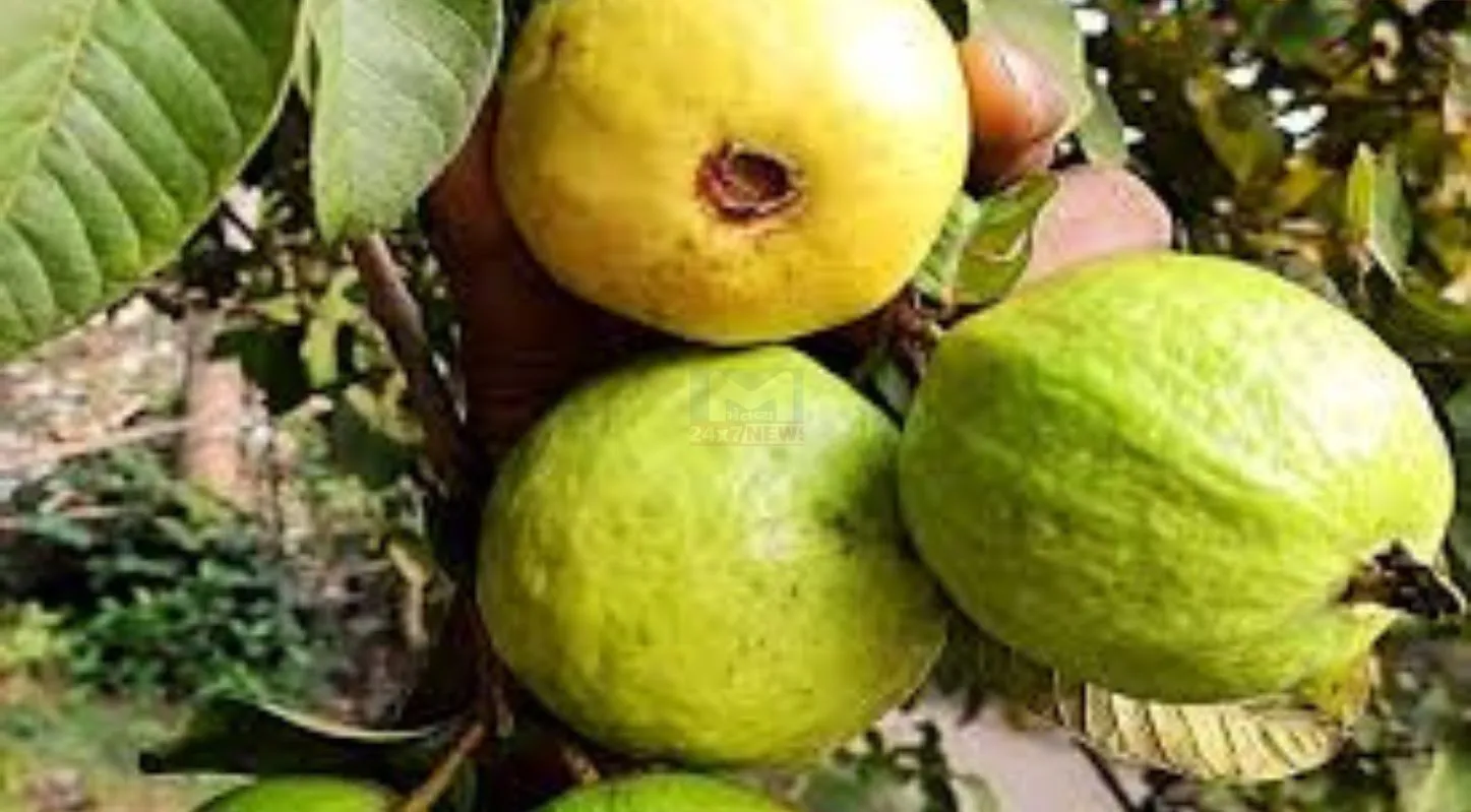 Guava Buying Tips, કેમિકલવાળા ફળ, કાચા જામફળ, ટિપ્સ, મીઠા જામફળ