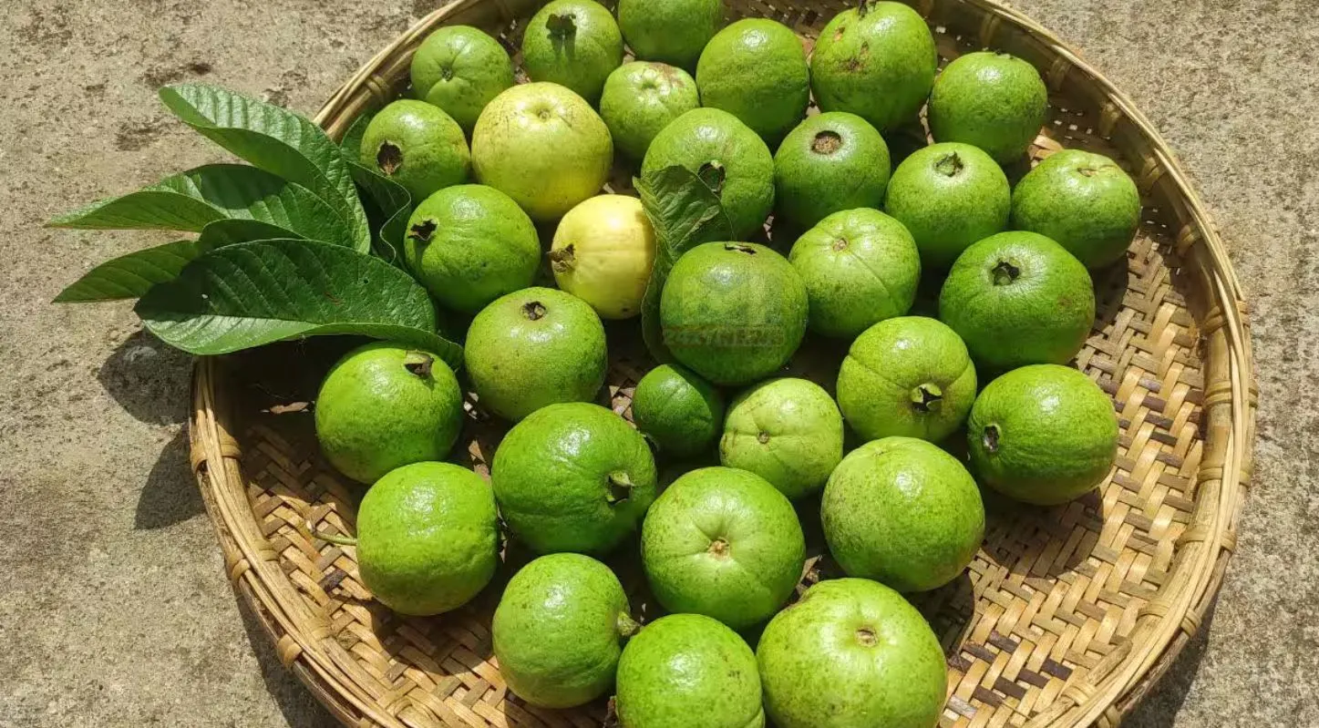 Guava Buying Tips, કેમિકલવાળા ફળ, કાચા જામફળ, ટિપ્સ, મીઠા જામફળ