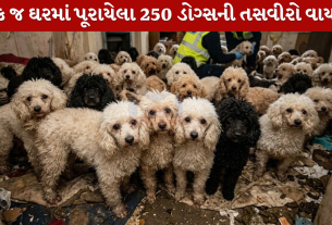 London ના એક ઘરમાં 250 કુતરા!