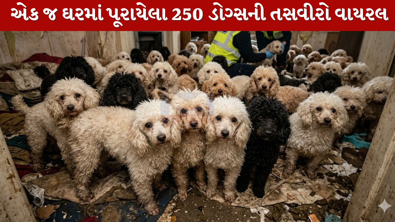 London ના એક ઘરમાં 250 કુતરા!