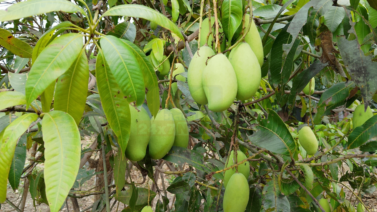 Mango 